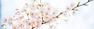桜　名所　花見　2025　開花　見ごろ